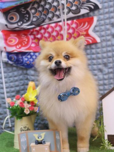 20230516たぬきちくん